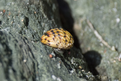 Nerita versicolor