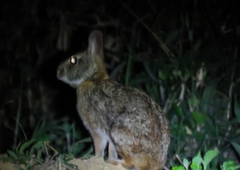 Sylvilagus brasiliensis