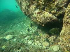 Microspathodon bairdii