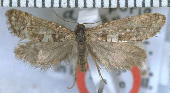 Mallobathra aphrosticha