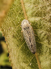 Graphocephala confluens