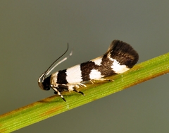 Macrobathra melanomitra