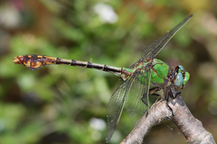 Ophiogomphus westfalli