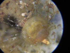 Brachiopoda