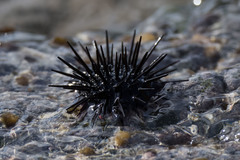 Echinometra lucunter