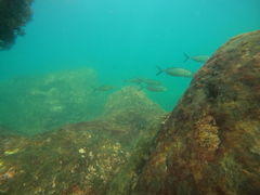 Caranx caballus