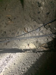 Latrodectus geometricus