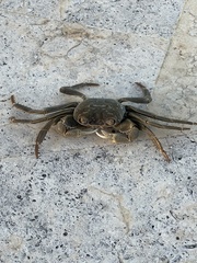 Geograpsus crinipes