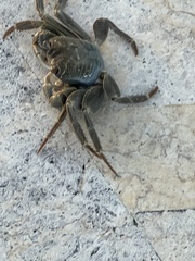 Geograpsus crinipes