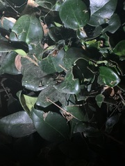 Theridiidae