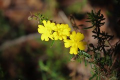 Hibbertia hypericoides hypericoides