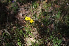 Hibbertia hypericoides hypericoides