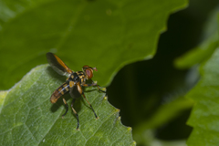 Trichopoda subalipes