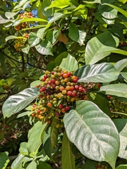 Psychotria asiatica