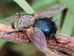 Archytas analis