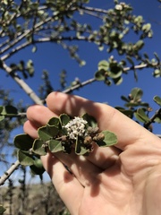 Ceanothus ferrisiae