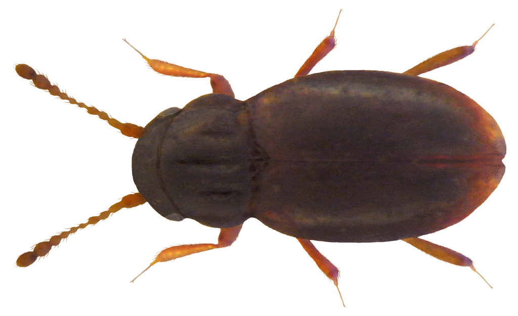 Ptilid beetle