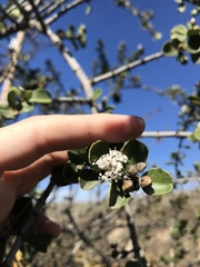 Ceanothus ferrisiae