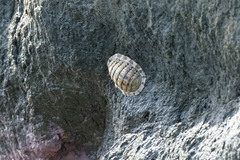 Chiton squamosus