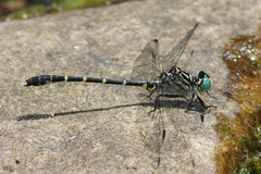 Stylogomphus sigmastylus