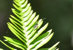 Adela septentrionella