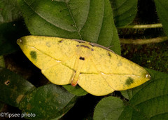 Omiza miliaria