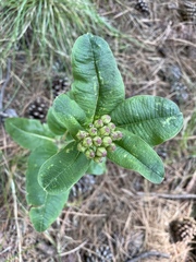 Asclepias hypoleuca