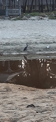 Egretta gularis