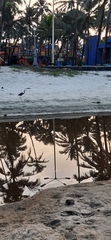 Egretta gularis