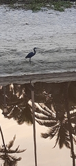 Egretta gularis