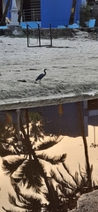 Egretta gularis