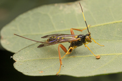 Spilopteron occiputale