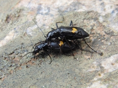 Oxycheila tristis