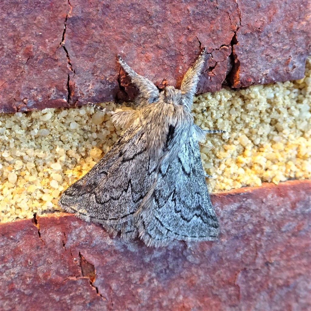Munychryia periclyta