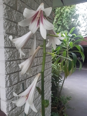 Cardiocrinum