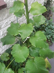 Cardiocrinum