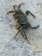 Geograpsus crinipes