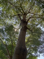 Terminalia ivorensis