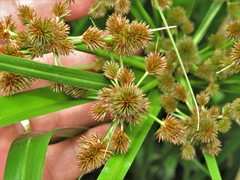 Cyperus solidus