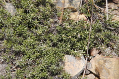 Stoebe prostrata