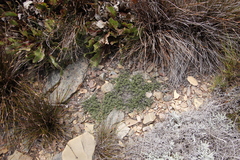 Stoebe prostrata