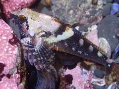 Oligocottus rubellio