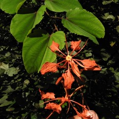 Bauhinia phoenicea