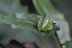 Commelina paludosa