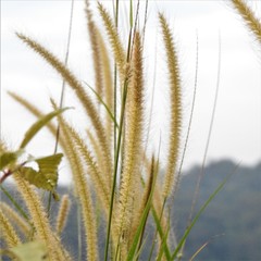 Cenchrus polystachios