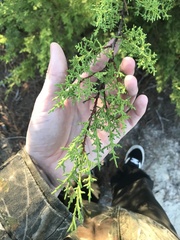 Cupressus goveniana