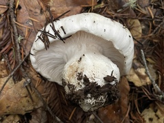 Hygrophorus ponderatus