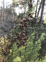 Cupressus goveniana