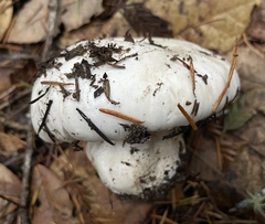 Hygrophorus ponderatus