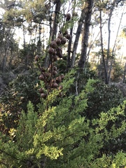Cupressus goveniana